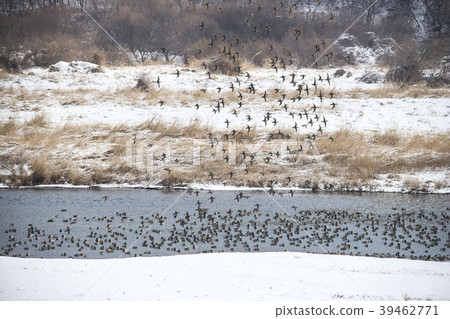 Mallard, cheolwon-gun, gangwon-do 39462771