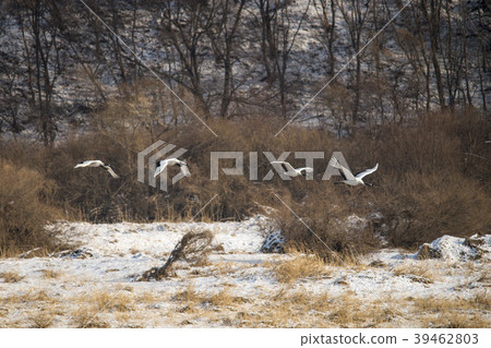 Crane, Cheolwon-gun, Gangwon-do Crane, Cheolwon-gun, Gangwon-do 39462803