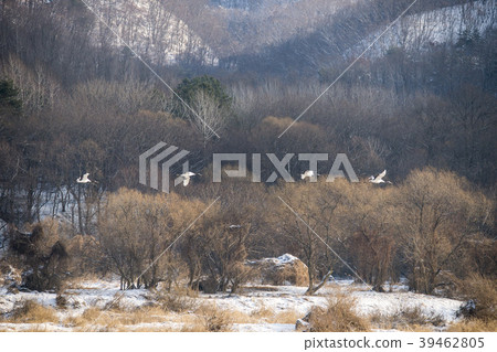 Crane, Cheolwon-gun, Gangwon-do Crane, Cheolwon-gun, Gangwon-do 39462805