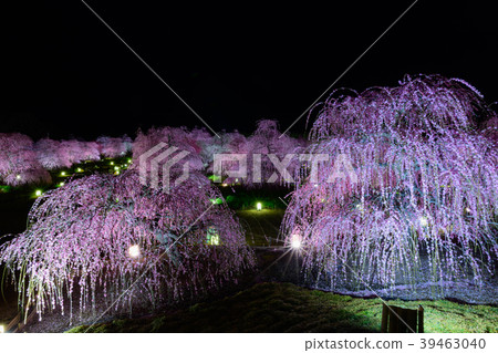 鈴鹿森林花園2018年 39463040
