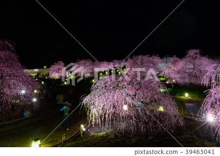 鈴鹿森林花園2018年 39463041