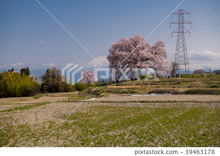 Sanyo cribs 39463178