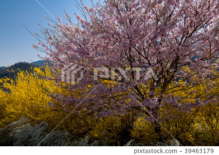 Sanyo cribs 39463179