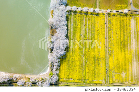 Cherry blossoms and rape blossoms of Fujiwara Palace ruins 39463354