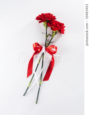 carnation 39463401