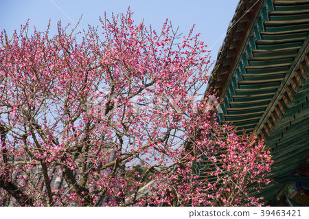 Tongdosa, Youngsan Mountain, Yangsan City, Gyeongnam 39463421