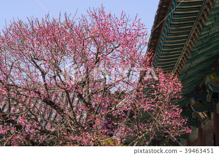 Tongdosa, Youngsan Mountain, Yangsan City, Gyeongnam 39463451