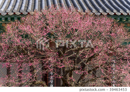 Tongdosa, Youngsan Mountain, Yangsan City, Gyeongnam 39463453