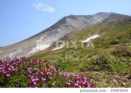Daisetsuzan in the early summer with blooming flowers Daisetsuzan in the early summer with blooming flowers 39463640