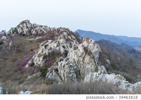 Azalea, juza mountain, Kangjin county, Jeonnam Azalea, juza mountain, Kangjin county, Jeonnam 39463818
