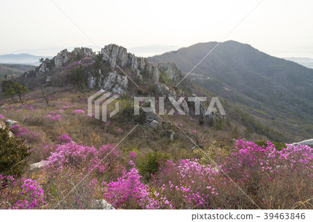 Azalea, juza mountain, Kangjin county, Jeonnam 39463846