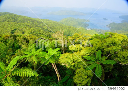 <奄美大島>大島海峽06新鮮的綠色照耀 <奄美大島>大島海峽06新鮮的綠色照耀 39464002