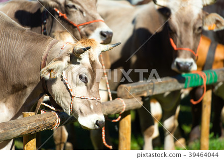 Bovine fair in the Italian mountains 39464044
