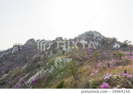 杜鵑花,juza山,康津縣,全南 杜鵑花,juza山,康津縣,全南 39464148