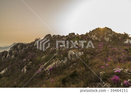 杜鵑花,juza山,康津縣,全南 杜鵑花,juza山,康津縣,全南 39464151