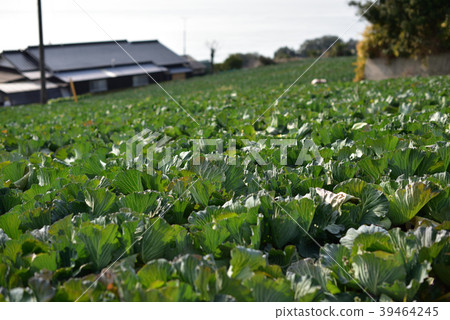 Maejima in Okayama Maejima in Okayama 39464245
