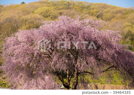 Matsumoto Taki Sakura 39464385