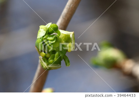 Nature plants Ginkgo, late March. A yellow female flower looks to the side of a new leaf that has begun to loosen Nature plants Ginkgo, late March. A yellow female flower looks to the side of a new leaf that has begun to loosen 39464433