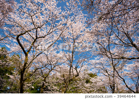 Mountain of spring 39464644