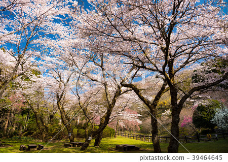 Mountain of spring 39464645