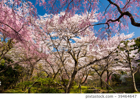 Mountain of spring 39464647