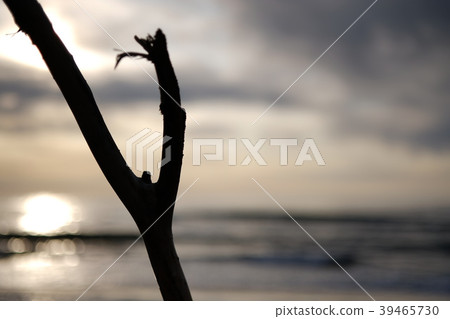 Sea and sunset and trees Sea and sunset and trees 39465730