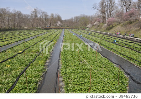 Daio Wasabi Farm Daio Wasabi Farm 39465736