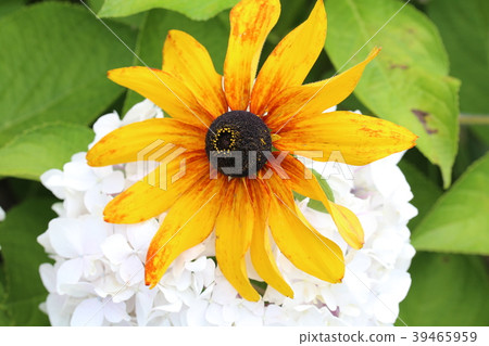白色繡球花？ 39465959