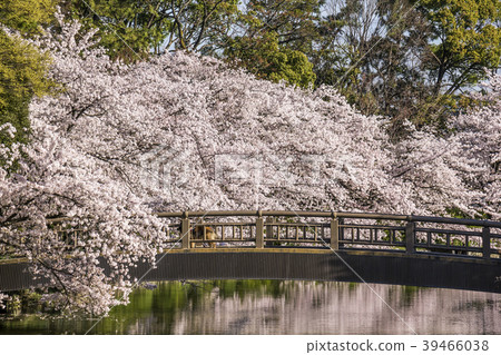 Aichi Prefecture Nagoya Castle Park Sakura 39466038