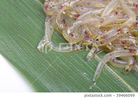 Shirou fish 39466099