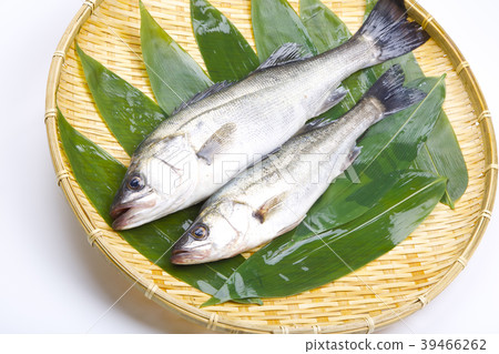 Suzuki fish 39466262
