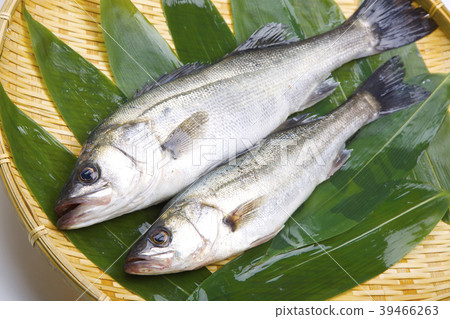 Suzuki fish 39466263