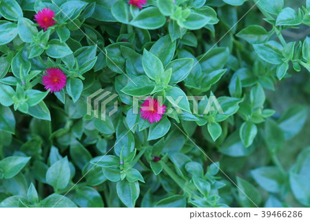 花藤是“整齊的”。 花藤是“整齊的”。 39466286