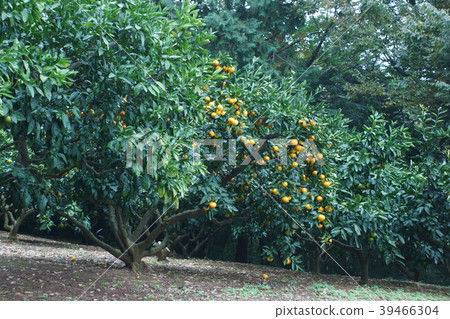 Tangerine Flower language is "innocent" 39466304
