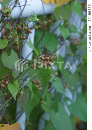 Marubarukosou Marubarukosou是花的語言 39466326