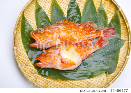 Scorpion fish Scorpion fish 39466577