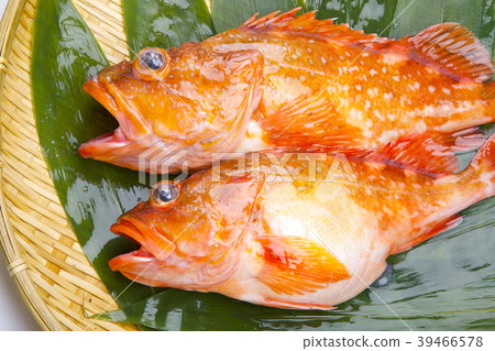 Scorpion fish Scorpion fish 39466578