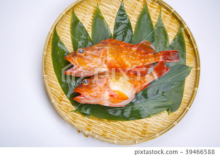 蝎子魚 39466588