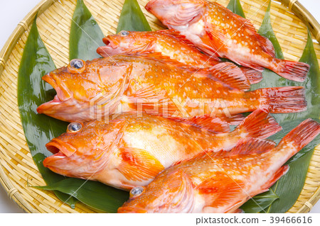 蝎子魚 蝎子魚 39466616
