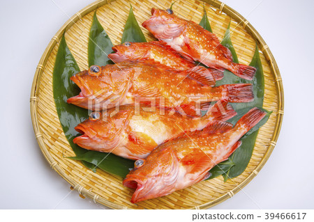 Scorpion fish Scorpion fish 39466617
