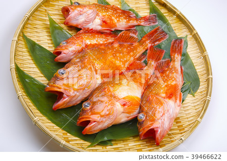 蝎子魚 蝎子魚 39466622