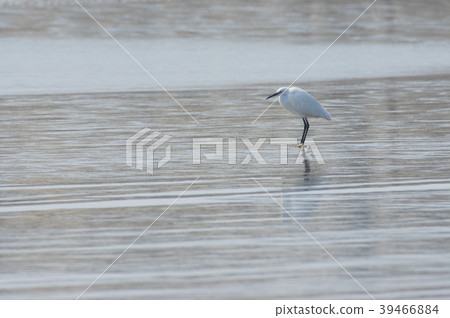 The secret heron 39466884