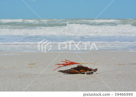 Gorgonian Orange Coral Sea Whip attached Pen shell Gorgonian Orange Coral Sea Whip attached Pen shell 39466999
