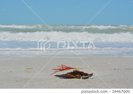 Gorgonian Orange Coral Sea Whip attached Pen shell Gorgonian Orange Coral Sea Whip attached Pen shell 39467000