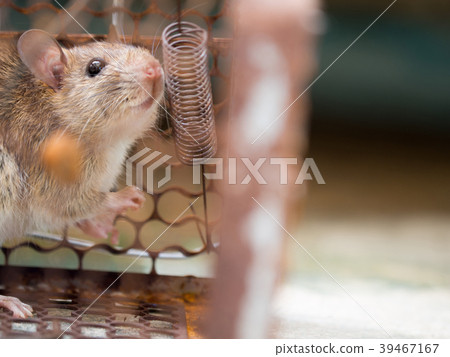 The rat was in a cage catching a rat The rat was in a cage catching a rat 39467167