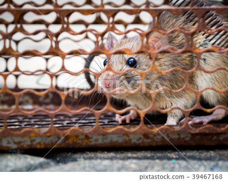 The rat was in a cage catching. The rat has  39467168