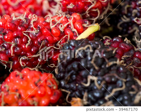 Select focus of red and purple Mulberry Select focus of red and purple Mulberry 39467170