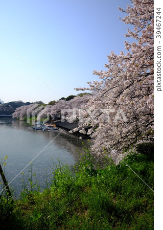 Cherry blossoms at Chidorigafuchi 39467244