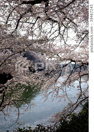 Cherry blossoms at Chidorigafuchi Cherry blossoms at Chidorigafuchi 39467245