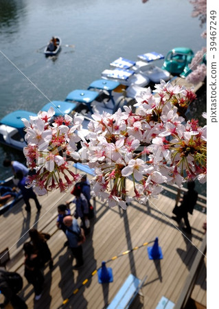 Cherry blossoms at Chidorigafuchi 39467249